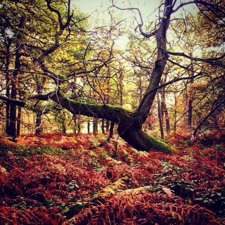 70de2ef5592687788253be149534d3cd_735