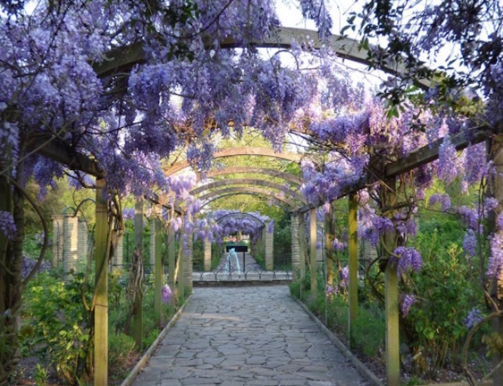 wisteria